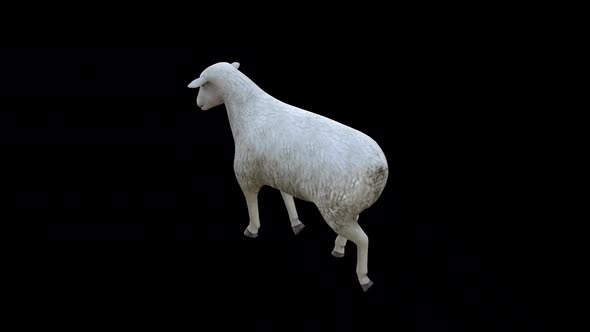 Sheep Fast Walk View From Top Angle Back, Motion Graphics | VideoHive