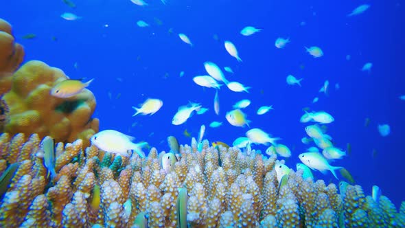 Blue Green Fish and Sea Coral alt