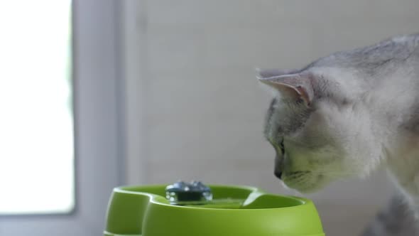 Cute Scottish Cats Drinking Water From Cat Fountain alt