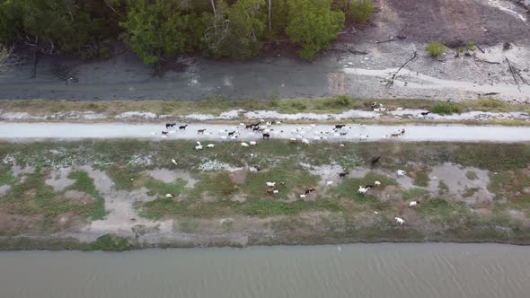 Aerial view goats walking in a group alt