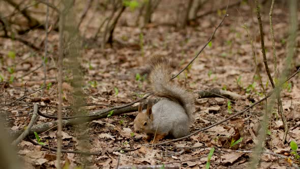 Gray Fluffy Squirrel Holds a Hazelnut in Its Paws and Eat It in Spring Forest alt