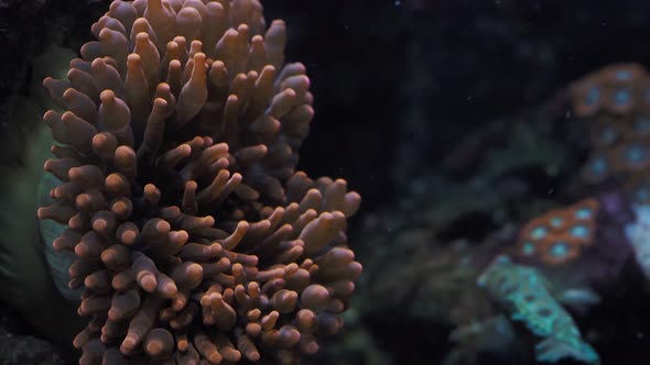 Close-Up of colorful tropical corals a nd anemone in the aquarium