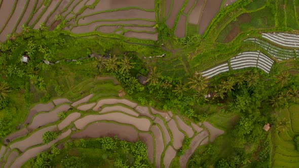 Top Down Aerial View of Rice Fields with Water in Rural Asian Countryside alt