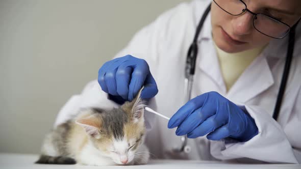 The Veterinarian is Cleaning the Cat's Ears