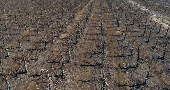 Drone footage in 4K, 60fps shot in Chile, flying very close of a trees alt