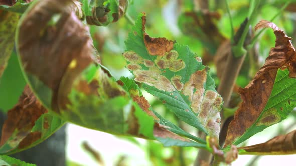 Brown Disease on Tree Leaf