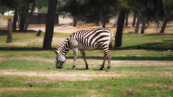 Zebra grazing on the meadow