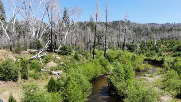 Forest River Flying