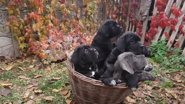 Five cute puppies Cane Corso alt