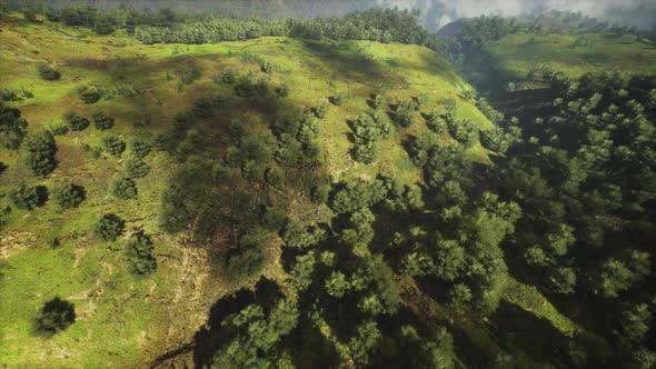 Tropical Forest in Morning View of Highland Malaysia alt