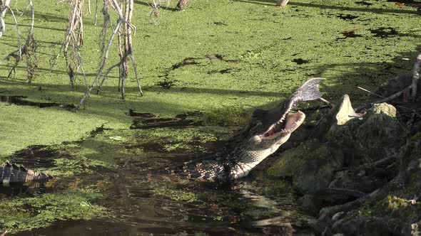  Young Alligator Eats A Large Fish alt