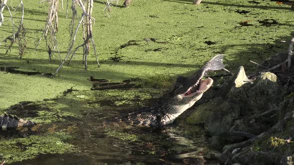  Young Alligator Eats A Large Fish
