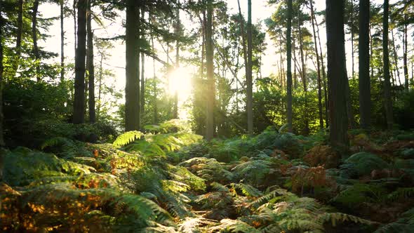 Sunlight through a forest in summer