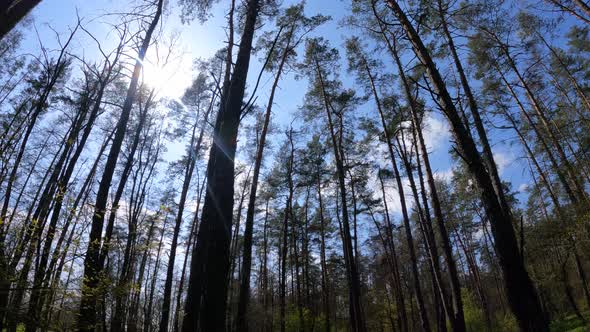 Walking Through the Forest with Pine Trees During the Day POV Slow Motion alt