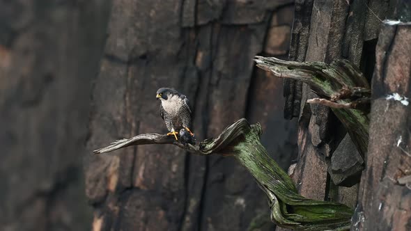 Peregrine Falcon Video Clip