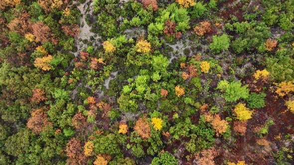 Autumn Forest Aerial View 4 K Turkey Alanya alt