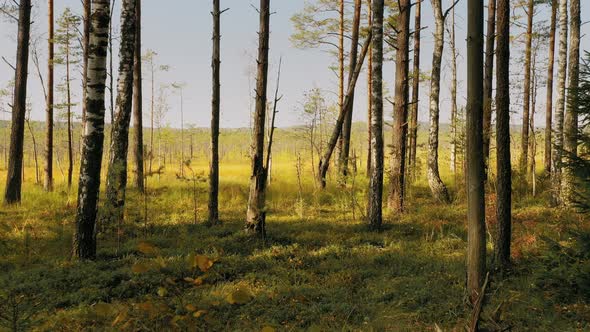 Calm Cinematic Flight Through Wild Autumn Forest Near Marsh Swamp Bog alt