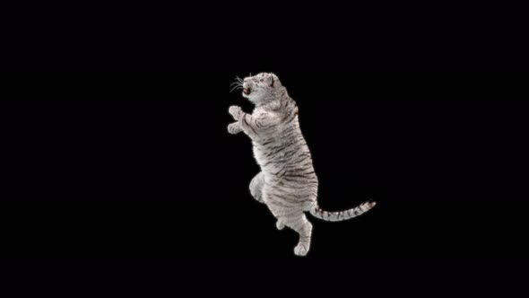 White Tiger Dancing 4K alt