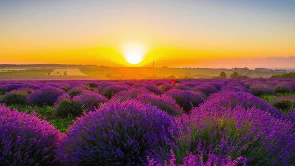 Sunrise Over A Field Of Lavender alt
