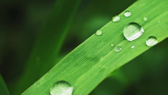 Green Grass with Dew Drops After Rain alt