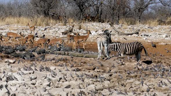 Zebras and Impalas Drink Water From a Small Pond in Etosha Namibia alt