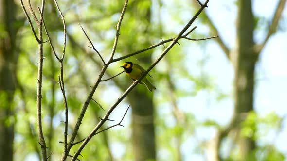 Hooded Warbler peacefully looking around perched on branch before flying off alt