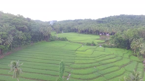 Aerial View of Rice Fields in the Philippines