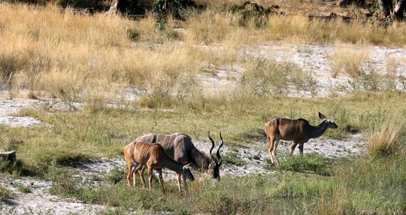 drinking male of Kudu antelope, Bwabwata namibia Africa alt
