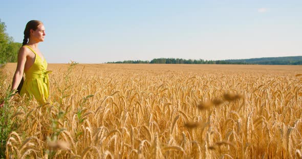 Attractive Carefree Woman Happy Walking Through a Field Touching with Hands Wheat Ears alt