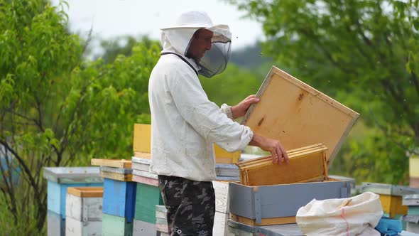 Beekeeper working in his apiary. Frames of a bee hive alt