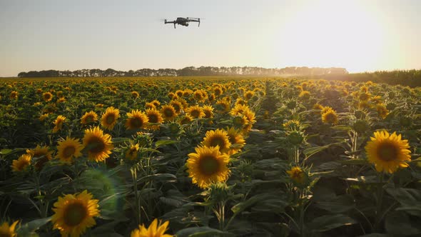 The Drone Flies Smoothly Over a Field of Sunflowers alt