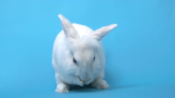 White Cute Rabbit on a Blue Background Washes
