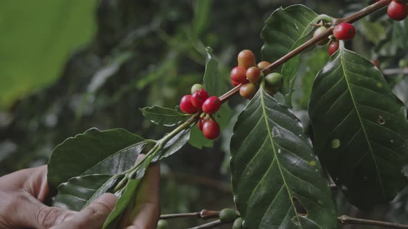 Coffee Plant with Ripe Beans alt