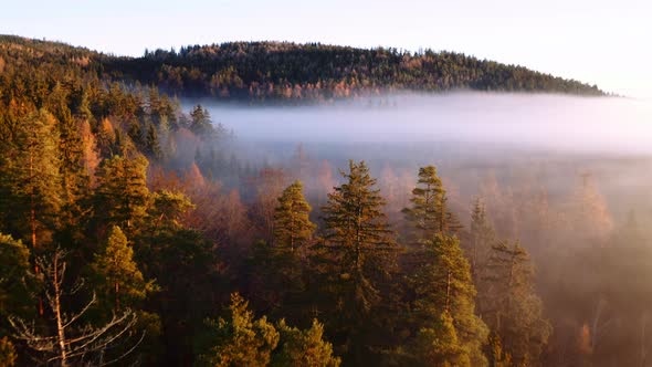 Foggy forest at sunrise