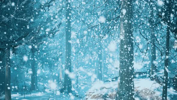 Heavy Snowstorm in Conifer Forest alt