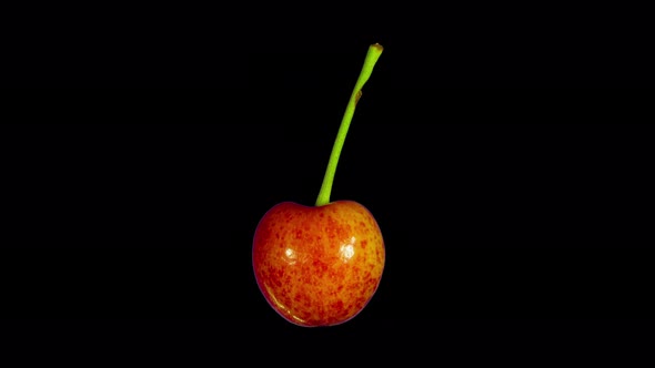 Rotating Cherry, Isolated Fruit with Alpha Matte, Loop, 4k alt