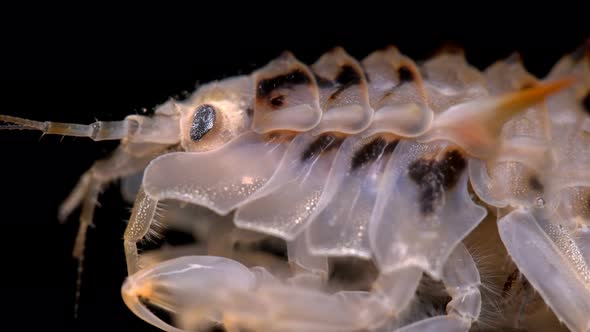 Amphipoda Acanthogammarus Lappaceus Under the Microscope, Family Baikalogammaridae, Endemic alt