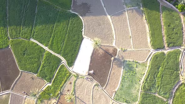 Rice fields among mountains and palm trees.A beautiful and quiet area.A region in the desert with pl alt