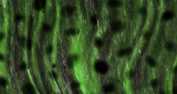 Abstract dark green background animation.Abstract dark green motion graphic.