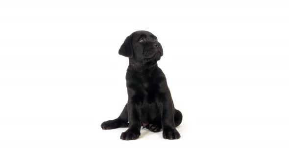 Black Labrador Retriever, Puppy on White Background, Normandy, Slow Motion 4K alt