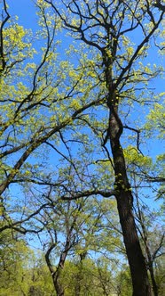 Vertical Video of the Forest in the Spring alt