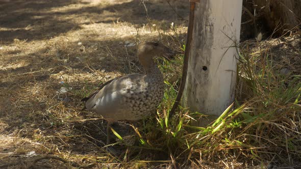 Australian Wood Duck Snapping At Dripping Water alt