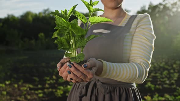 Female Gardener Holding Sprouted Mint Plant in Soil. Agriculture, Caring for Mother Earth alt