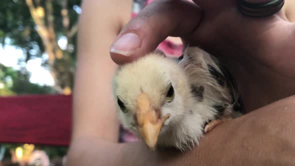 Girl fingers closeup petting chick alt