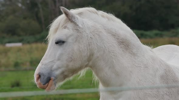 Beautiful White Horse At The Farm Ranch alt