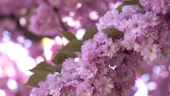 Beautiful Pink Japanese Cherry Flower Blooming of Sakura Selective Focus Garden