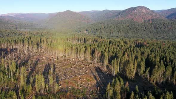 Flying Over Illegal Logging, Industrial Forest Exploitation in Romania alt
