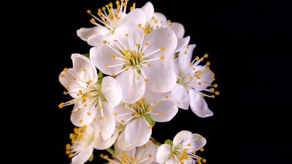 A Branch of a Fruit Tree Blooms