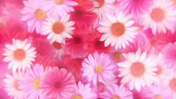 Summer Pink and White Daisy Flowers Motion Background alt