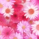 Summer Pink and White Daisy Flowers Motion Background - VideoHive Item for Sale